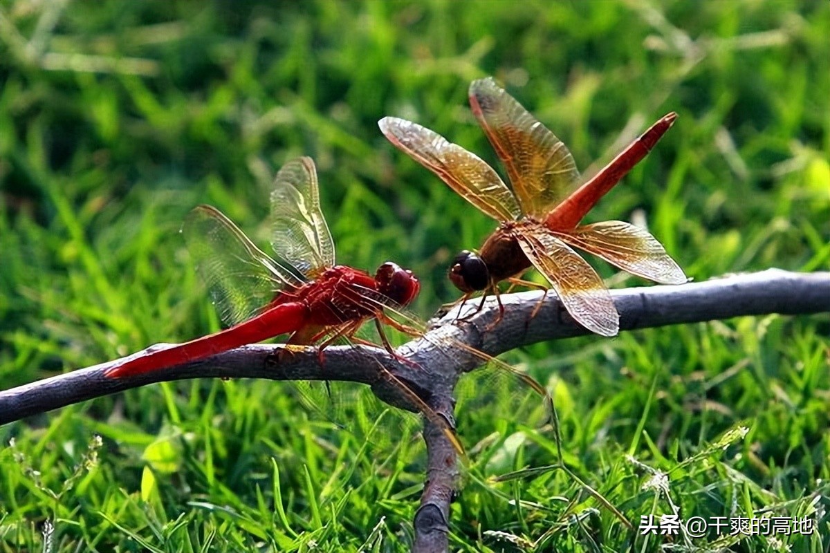 散文|凸凹:红蜻蜓