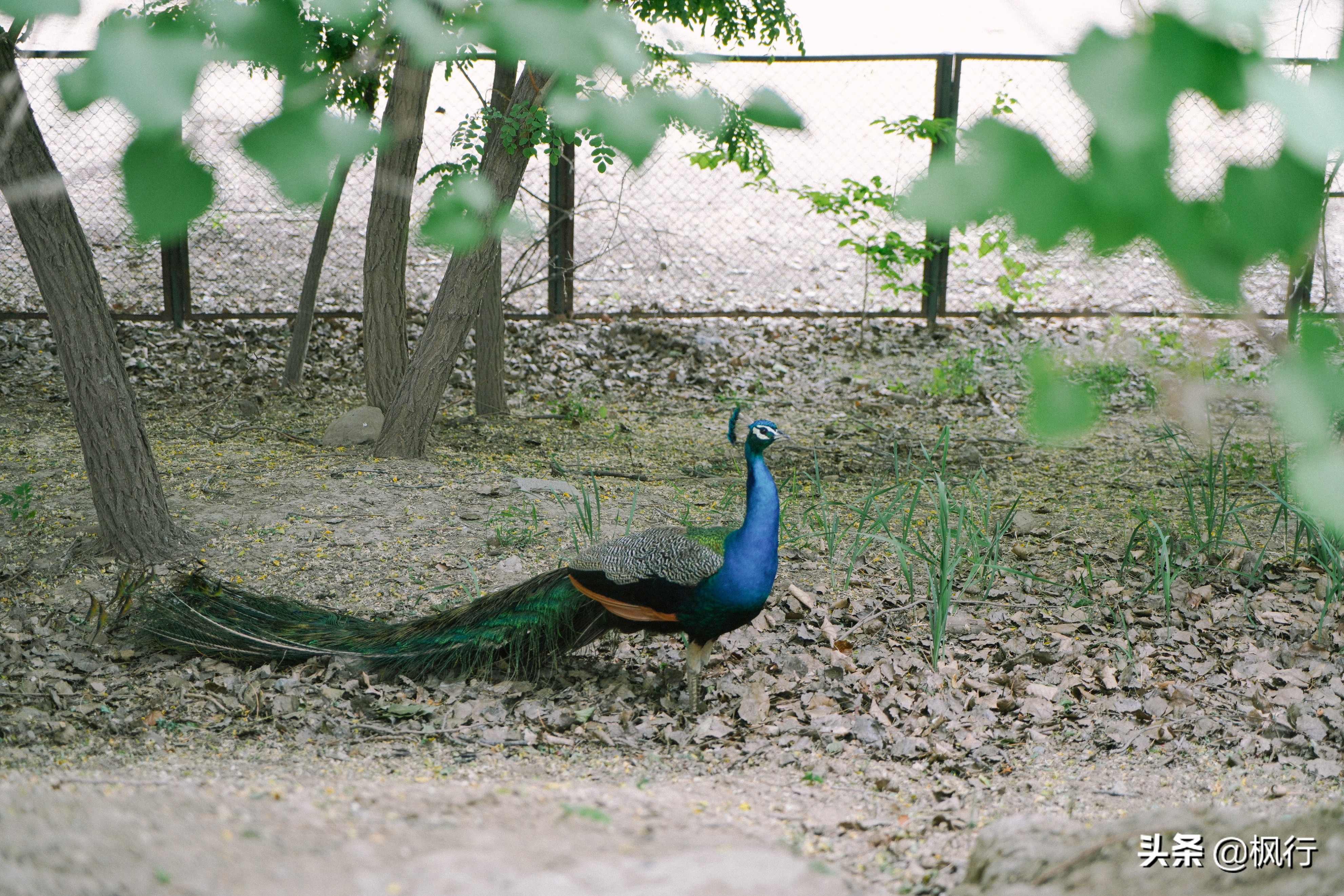 平替奈良小鹿,南海公园奈良小麋鹿