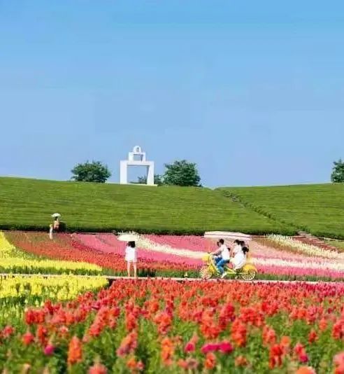 花田小镇爱丽丝,8000亩花田小镇