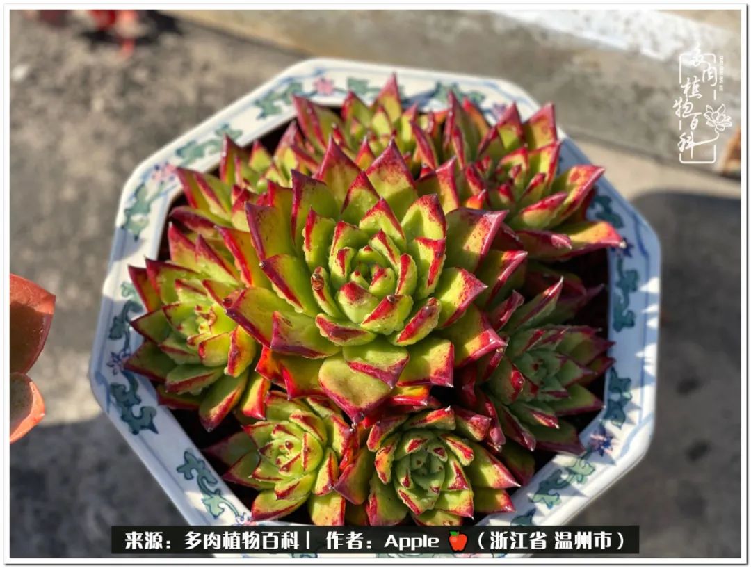 养多肉的快乐,只有养过多肉的人才明白的事