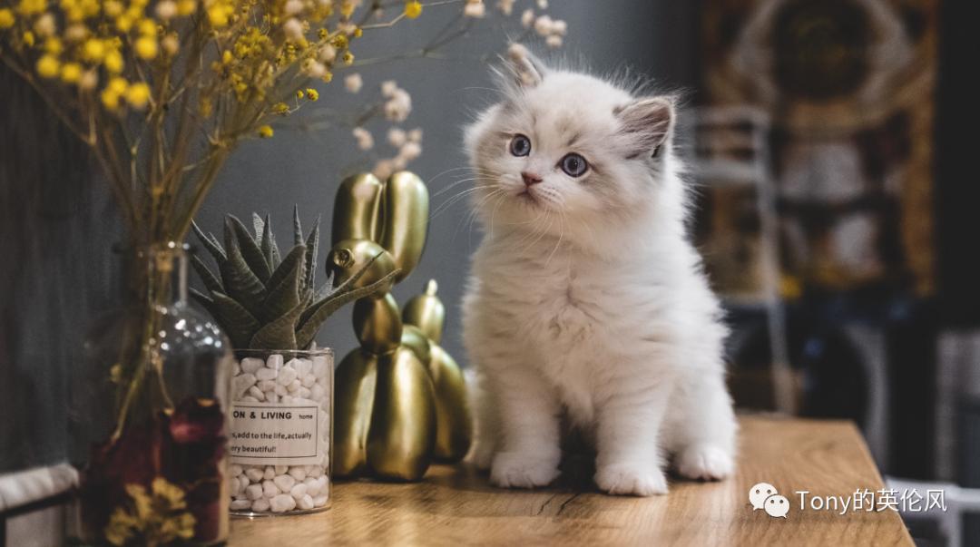 国外养猫攻略,英国短毛猫普通家庭怎么养猫