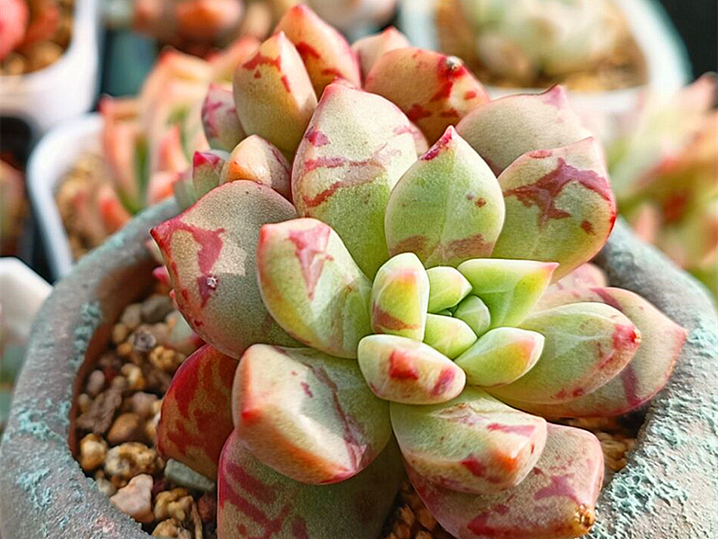 多肉雪燕直播,多肉雪燕