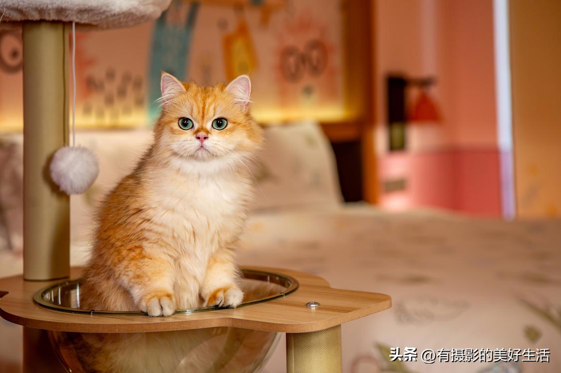 临潼悦椿温泉国际酒店,西安悦椿温泉酒店夏天游玩攻略