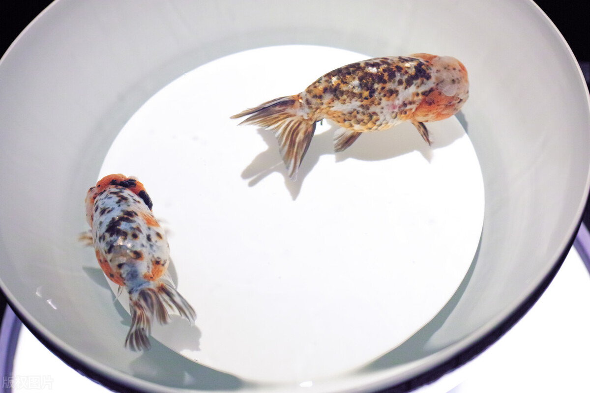 金鱼好养吗养金鱼的注意事项,金鱼怎么养才能养好不生病