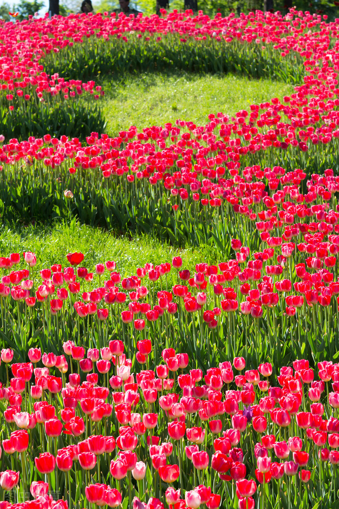 郁金香花语哲理句,郁金香花语文案短句干净治愈