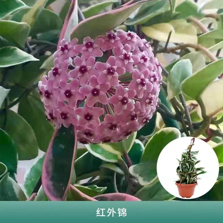 球兰花盛开瞬间,球兰花开完整版