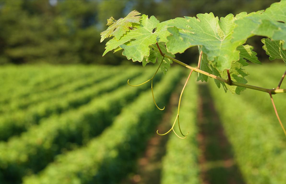 赵子建是谁,赵子建江西编导