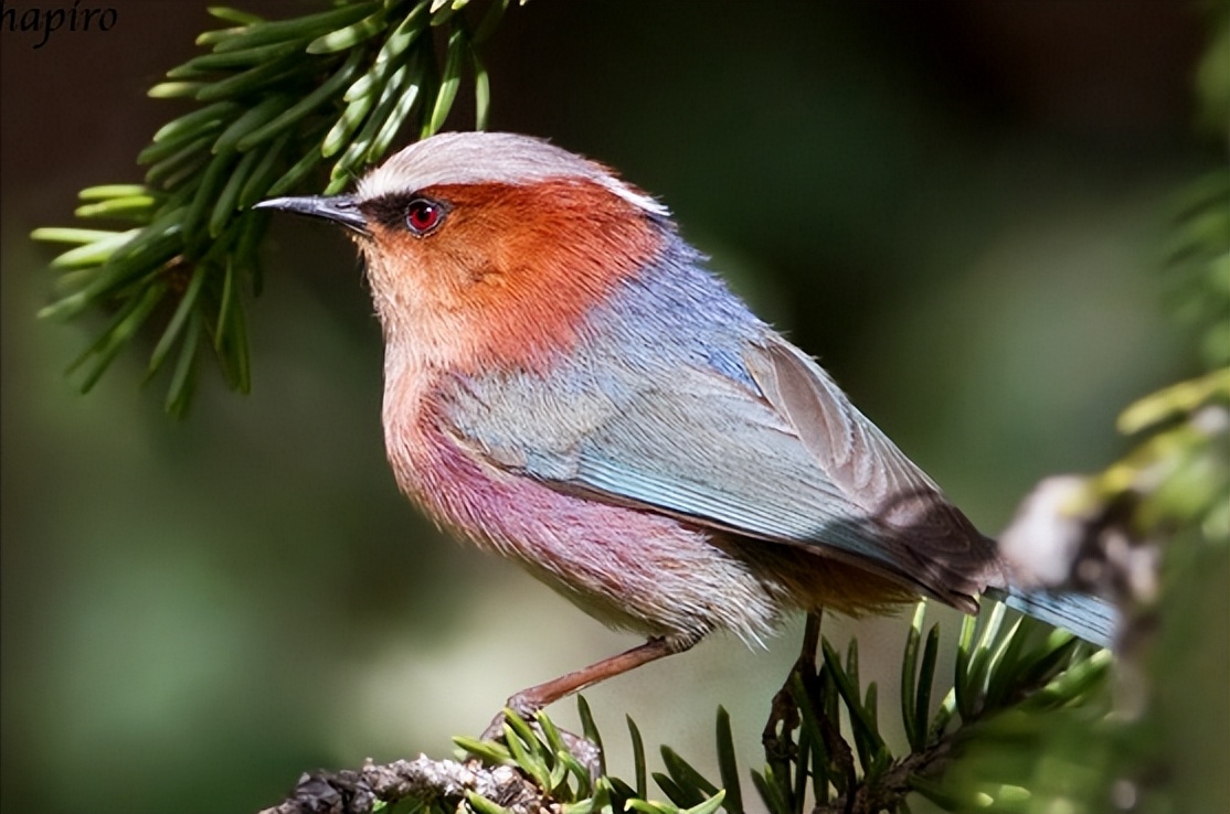 鸟儿大全高清图,高清珍稀鸟动态图片大全