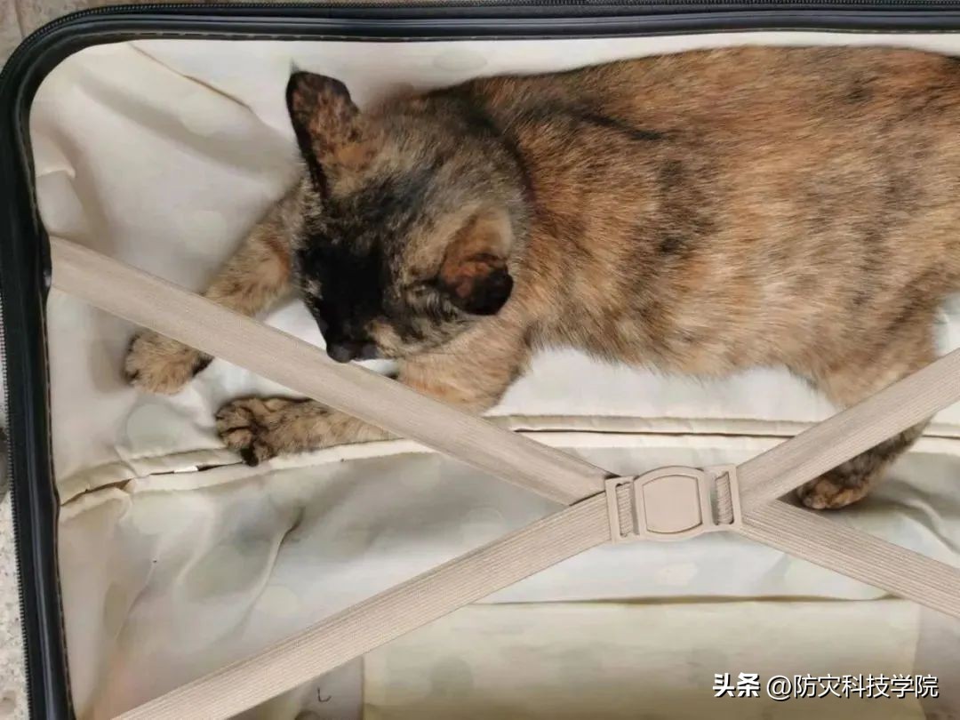 开学的行李箱里都有什么,开学了看看你们的行李箱