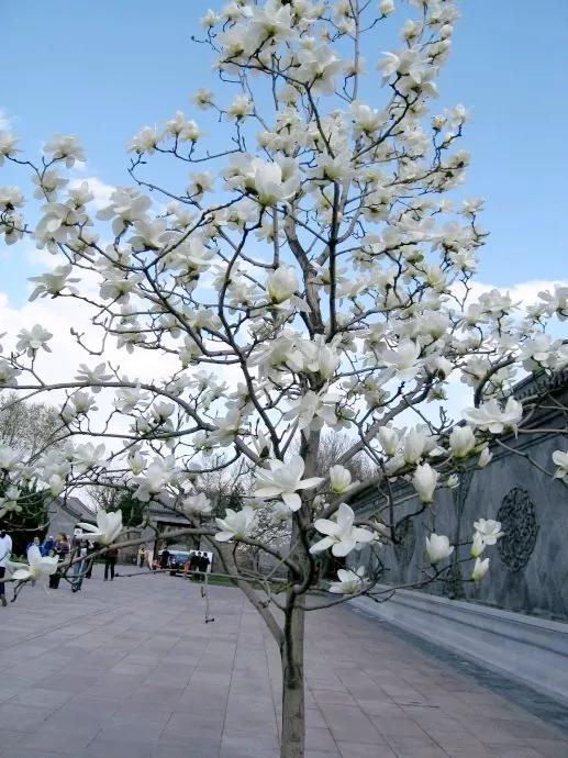 皎皎白玉兰所有视频,皎皎白玉兰插曲