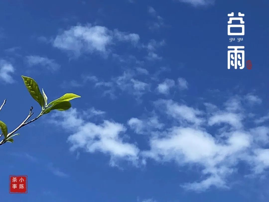 茶掌柜和入门级茶友,茶掌柜知识分享