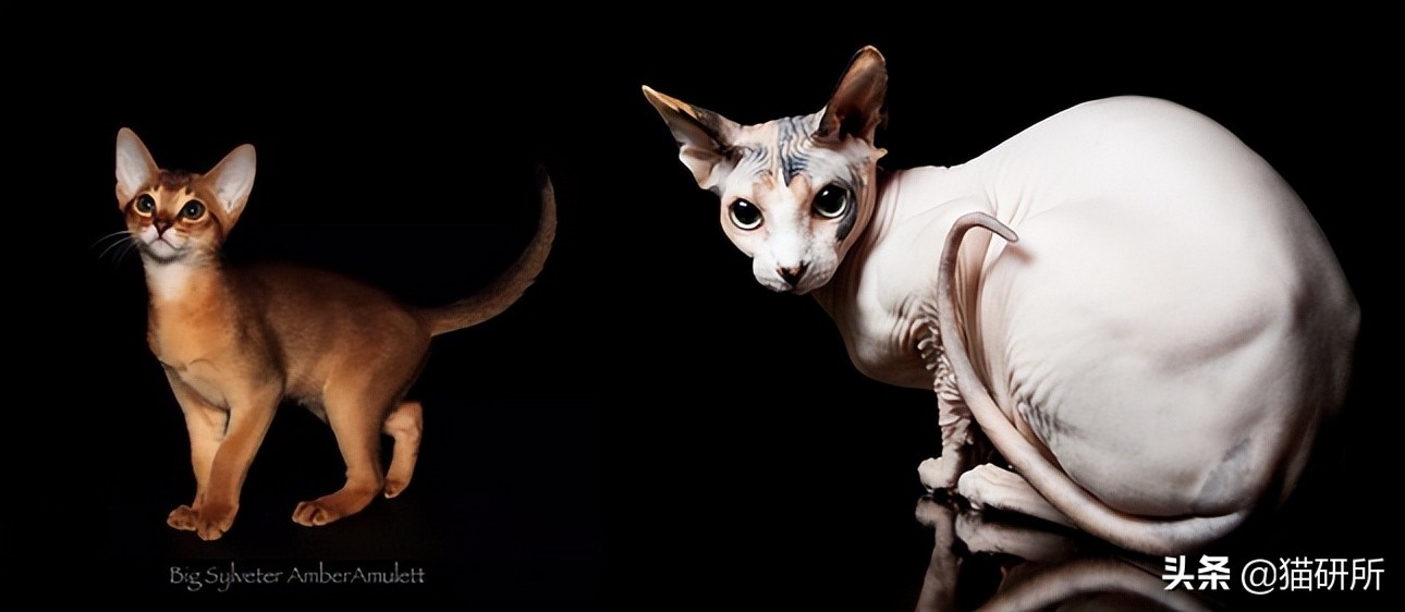 什么猫咪和英短合得来,猫咪长毛英短怎么区分公母