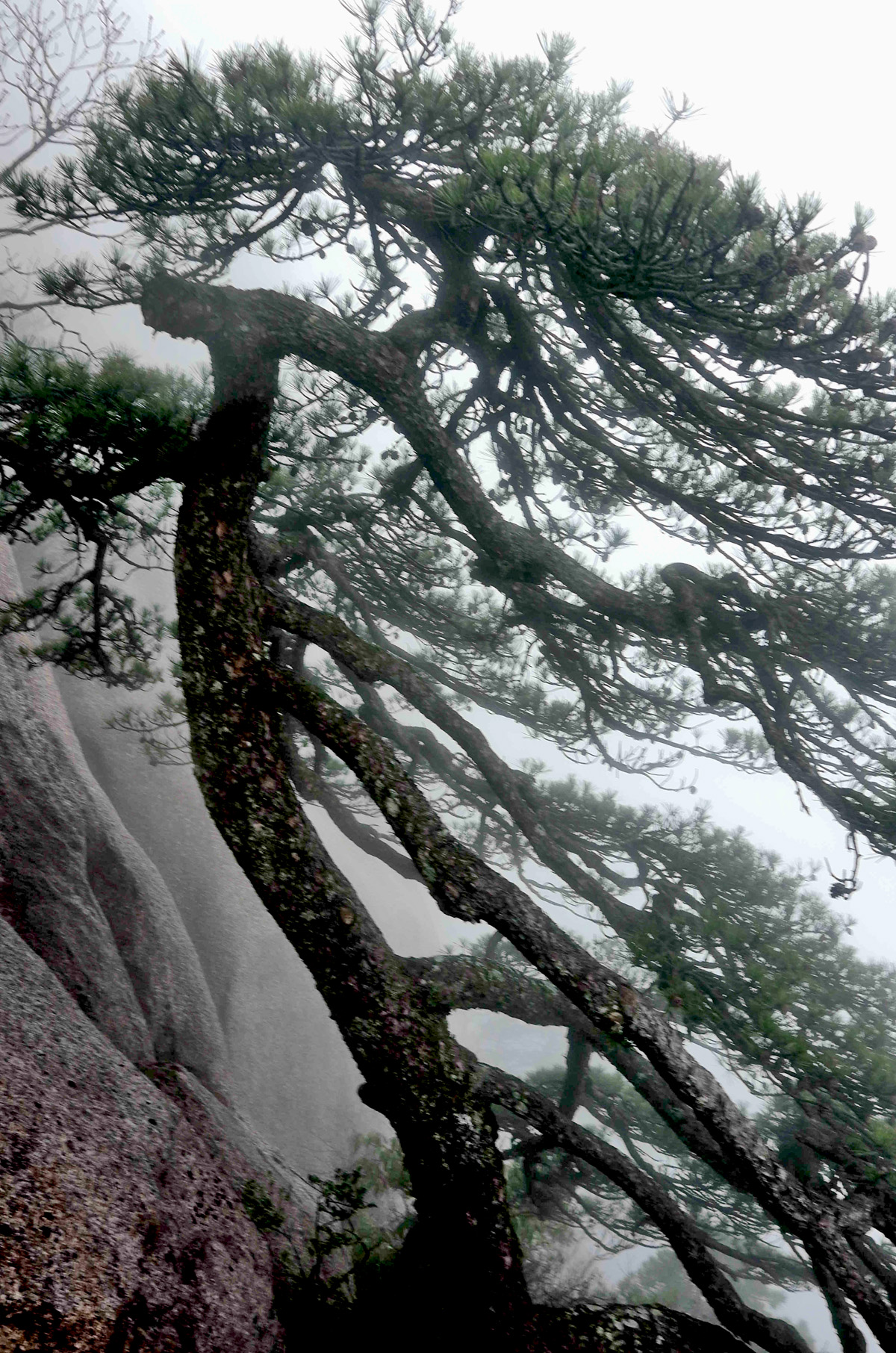 黄山慈光阁到玉屏楼步行多久,爬黄山从慈光阁开始的攻略