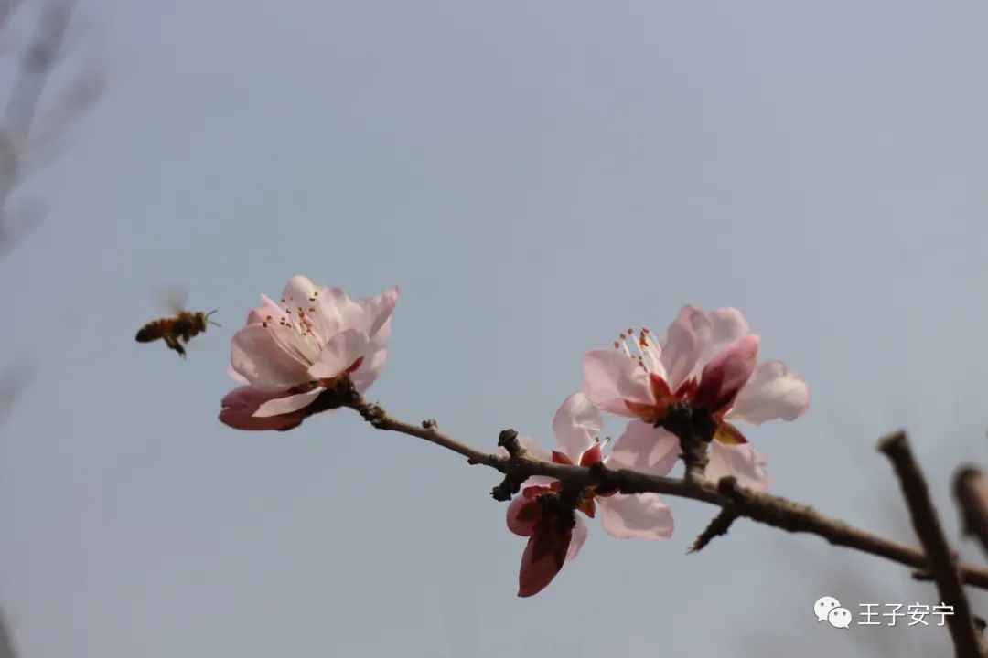 微雨，花语，嫣然风情