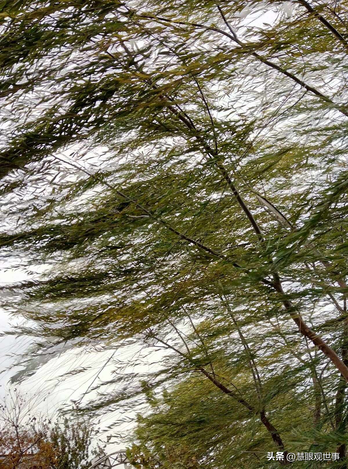 自然现象的古诗词,学生必背古诗词41到60句