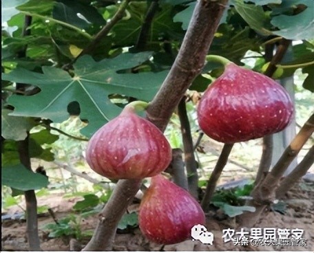 优质果树苗木品种介绍,最好的新品种苹果苗木