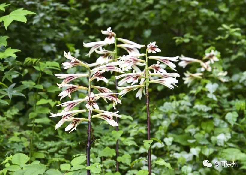 崇州山里的野百合图片,成都大邑野百合花海美景图