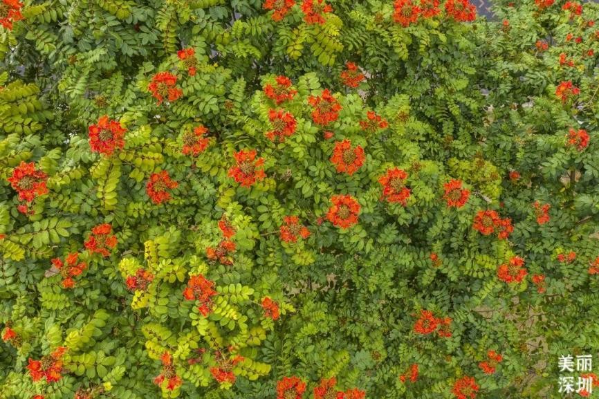 深圳11月有花的最佳去处,深圳花海公园十月有花看