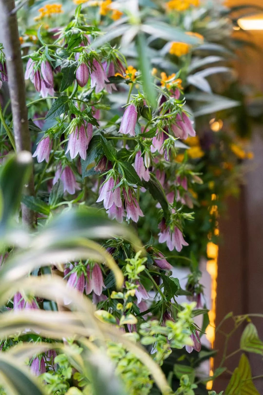 很多人羡慕的阳台,让别人羡慕的阳台