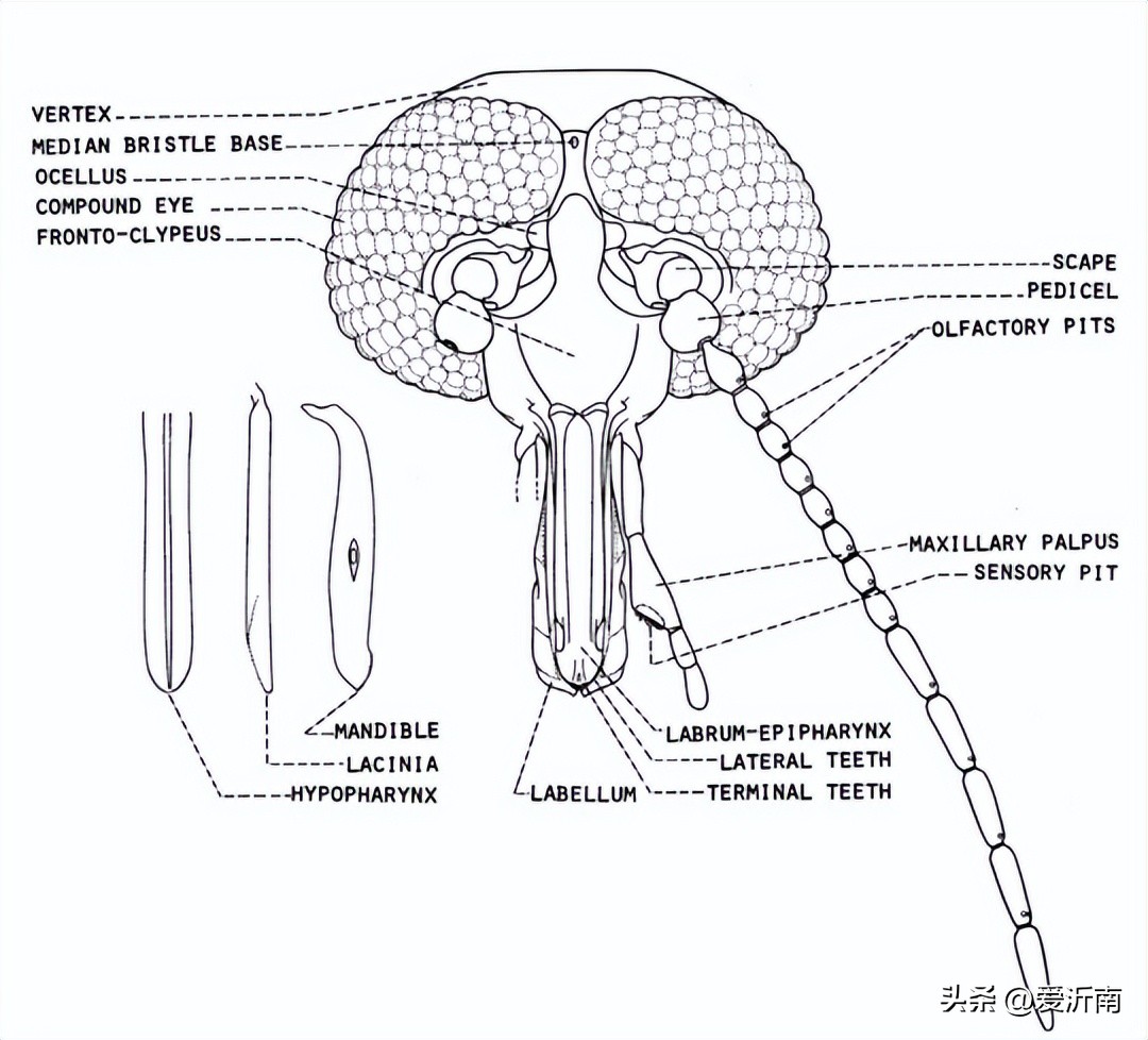 身上突然痒是蚊子吗,身上无缘无故的痒到处长蚊子大包
