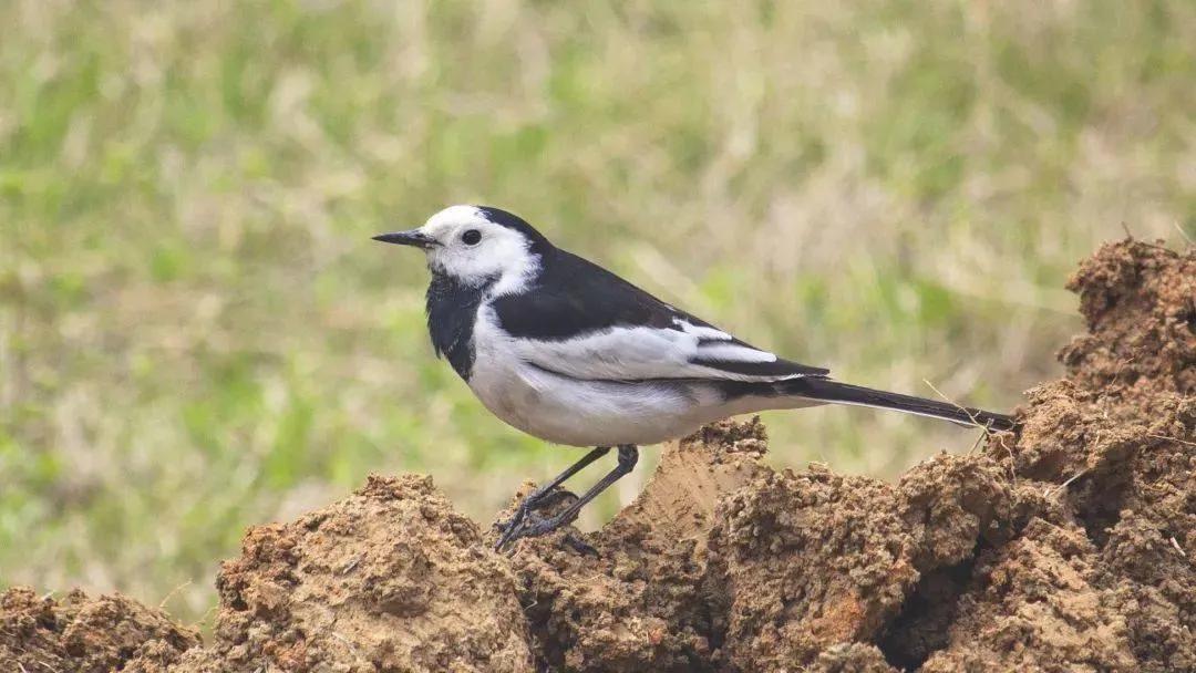 小区常见十种鸟,小区里黑色鸟一般是什么鸟