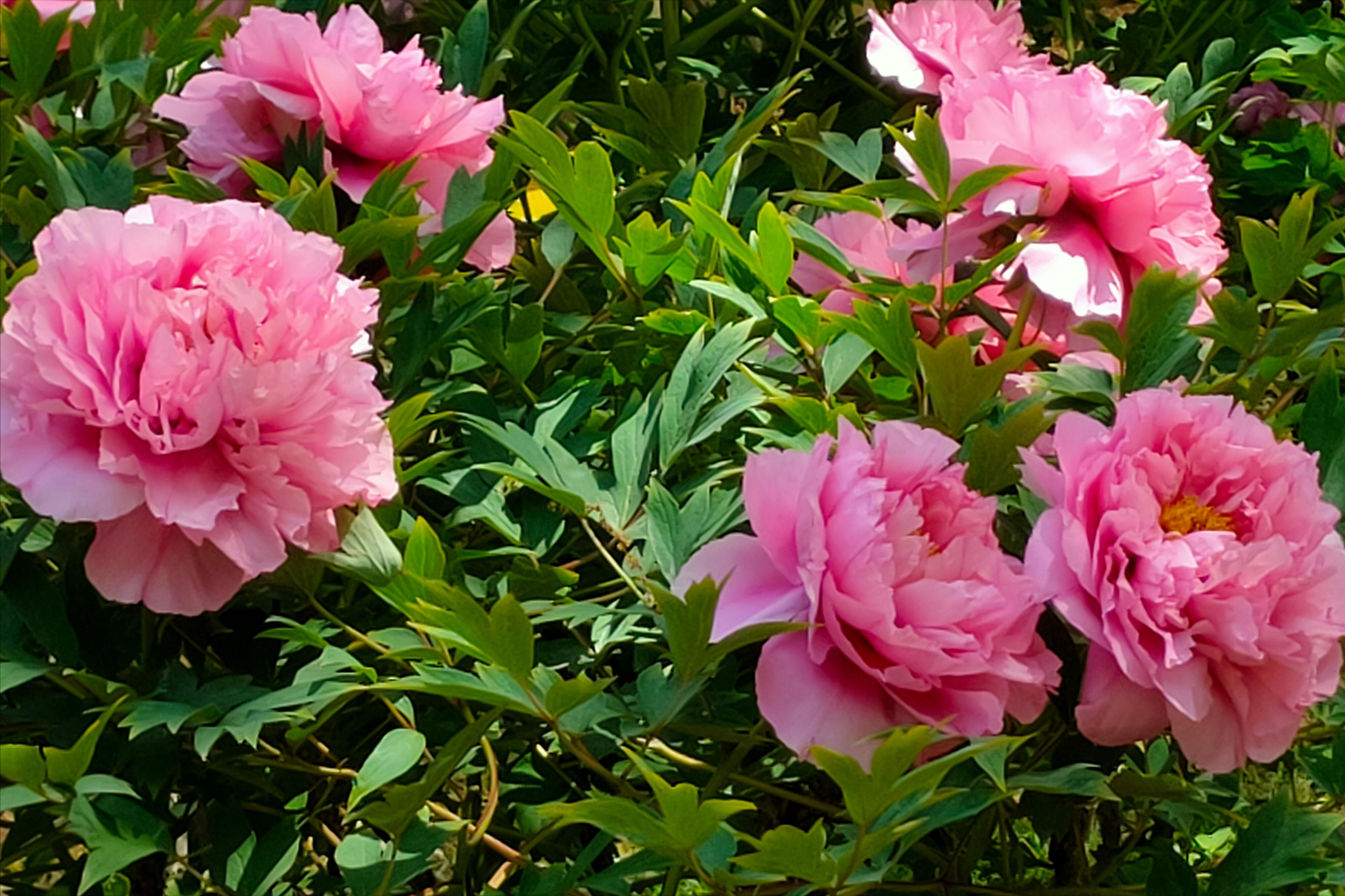 十大最旺家宅的盆栽花风水,好养且吉利的镇宅花