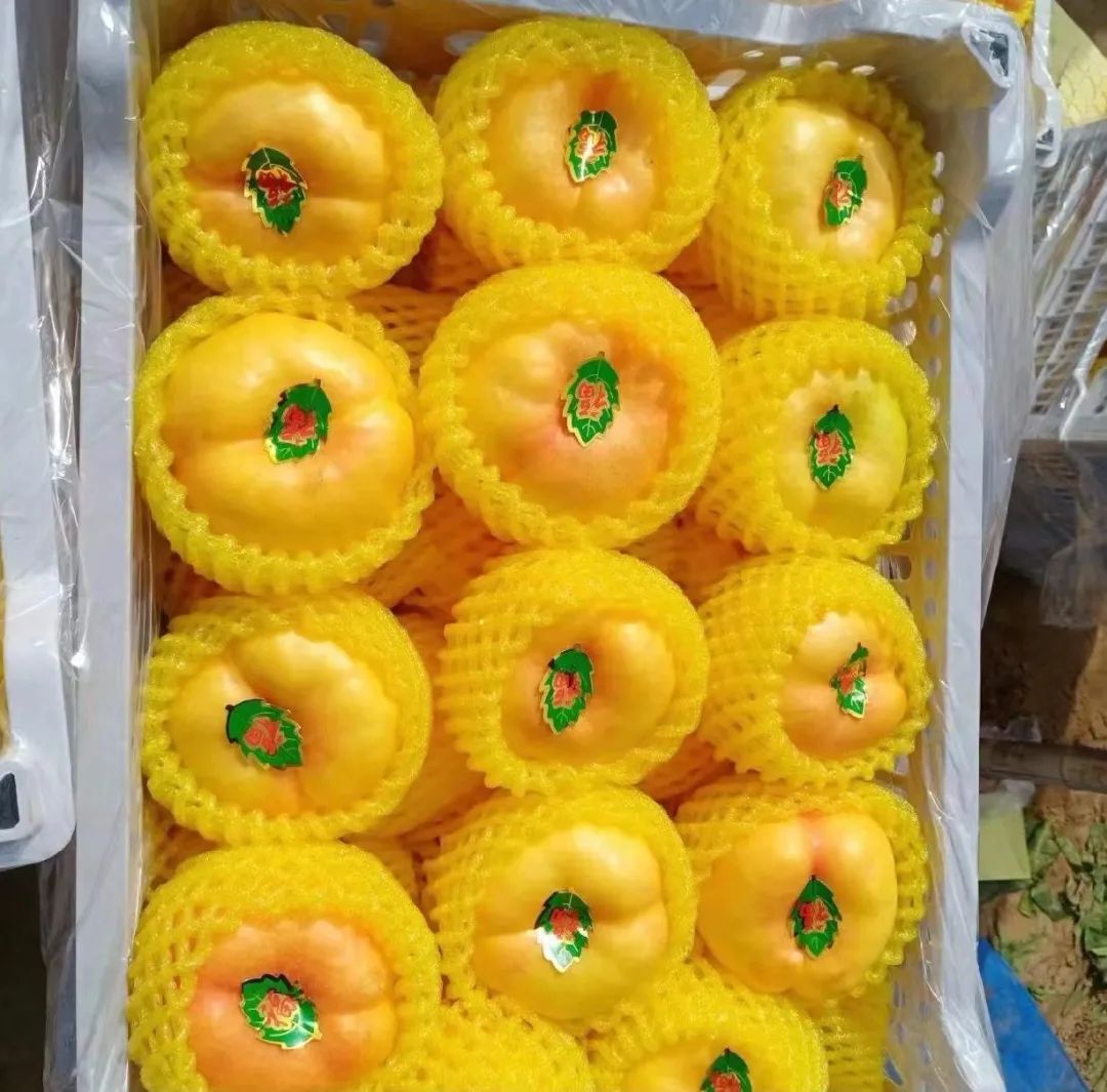 红宝石桃子的批发价格,早熟桃子售价