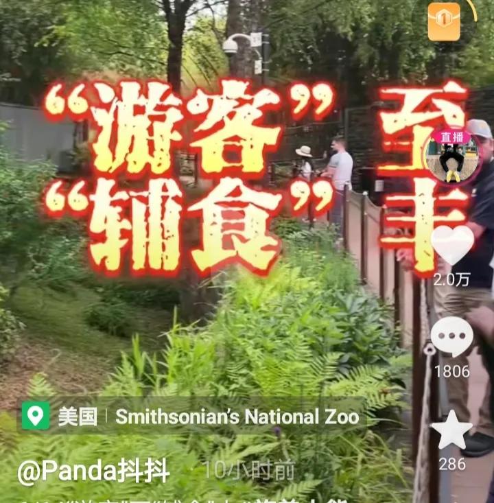 小奇迹得到笋子给妈妈分享,小奇迹得到大竹笋