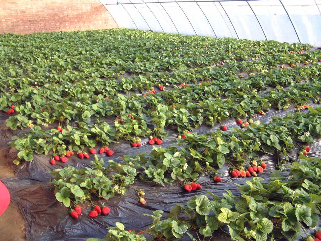 一亩地收入10000元的农作物有哪些,农业最赚钱的种植是哪个项目