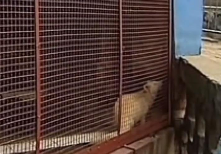 老农发现新物种,江西老农抓到神兽六不像