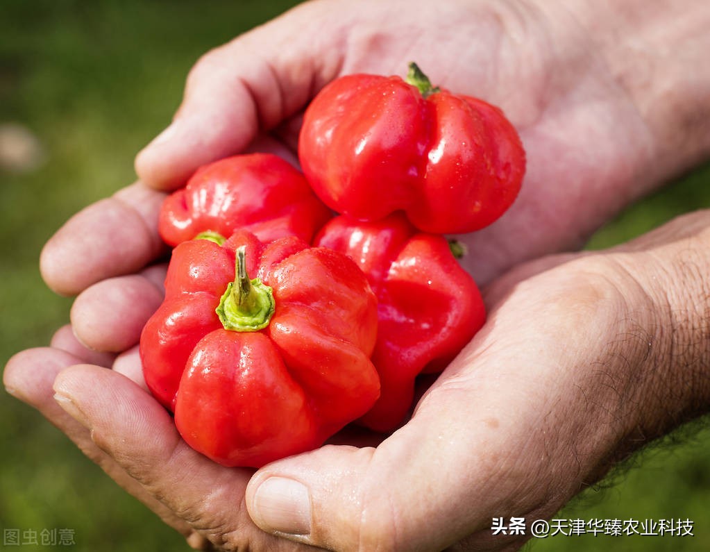 辣椒畸形果种植,辣椒畸形果的生物防治