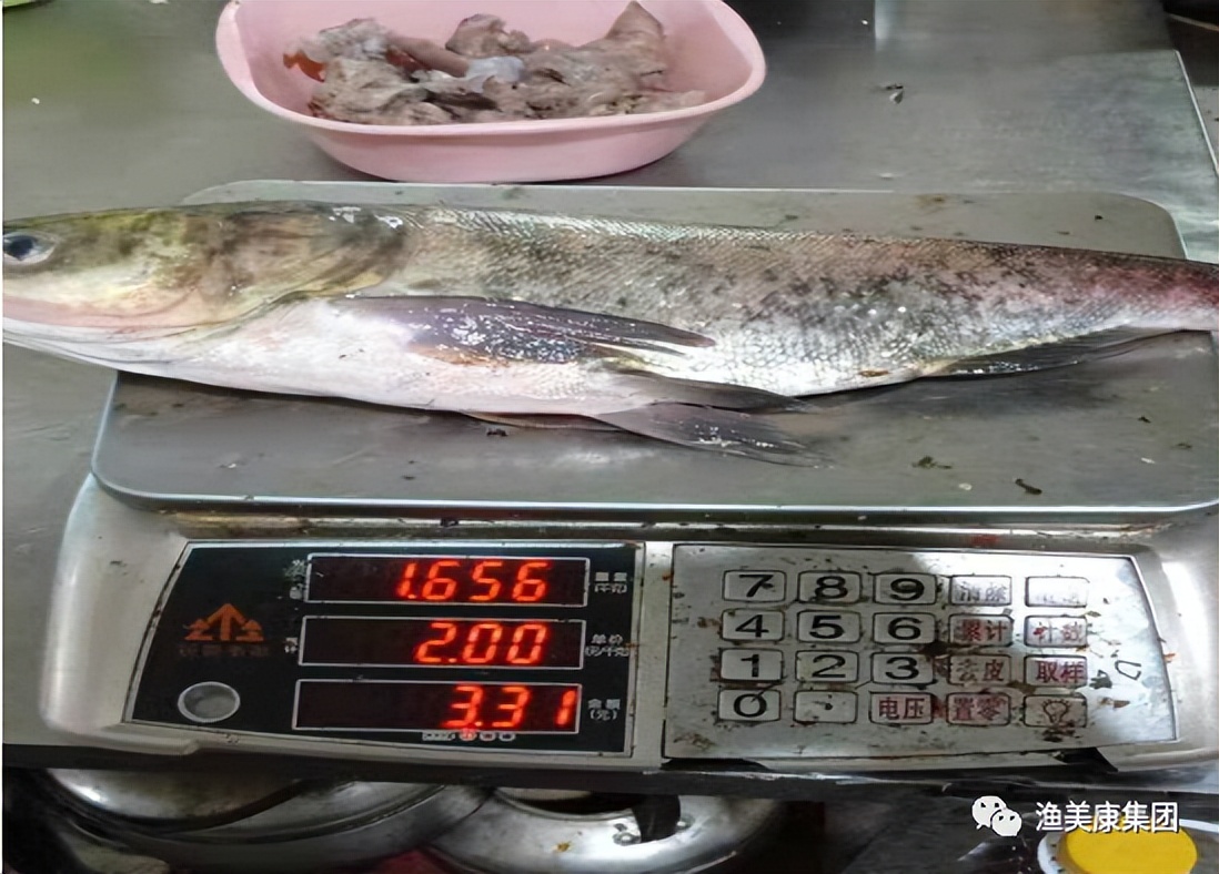 花鲢怎么养殖最经济,花鲢高效养殖