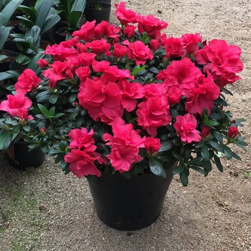 过年家里要养什么花才会好运,什么花适合过年北方养