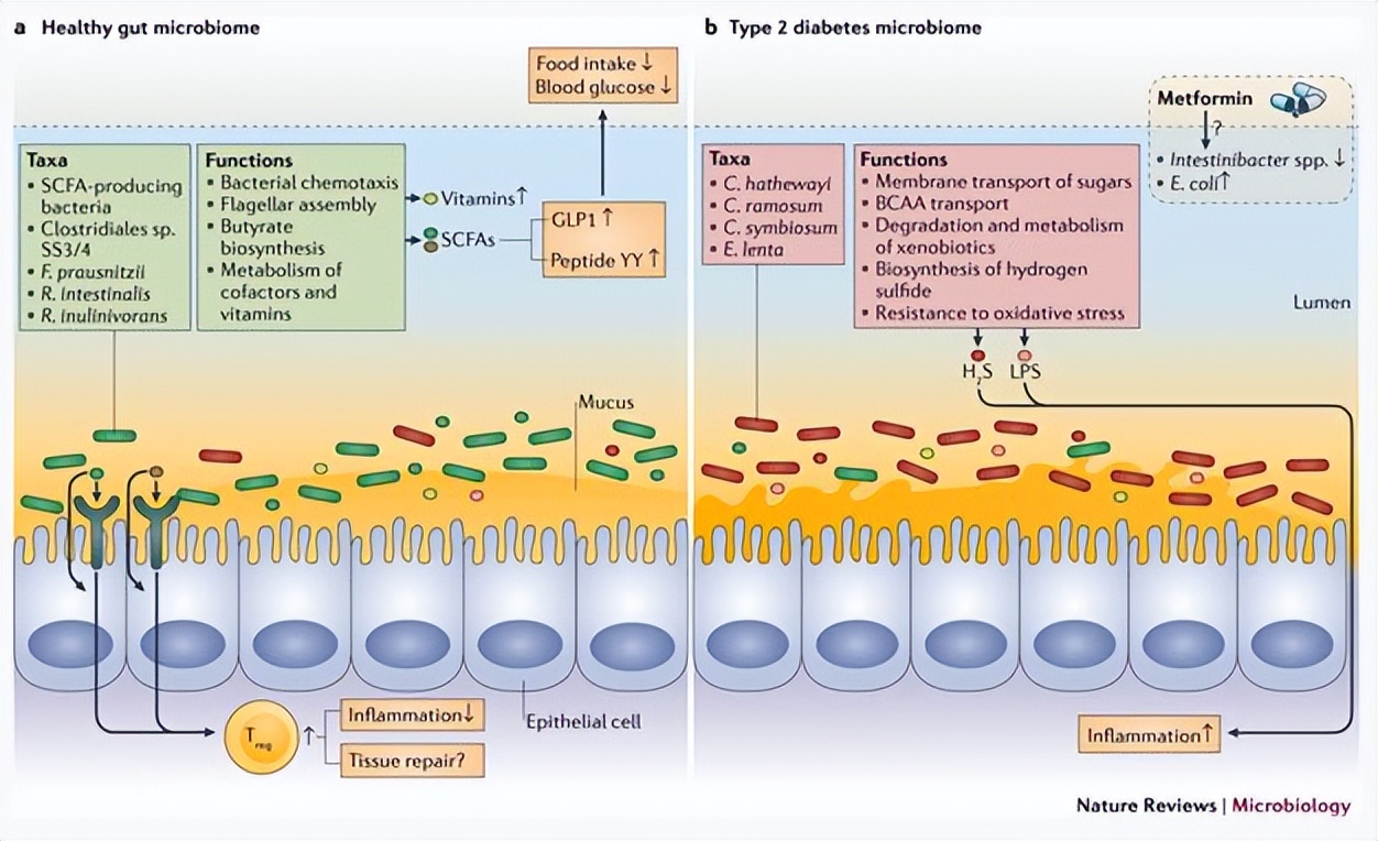 肠道菌群对糖尿病的影响,肠道有益菌对糖尿病的影响