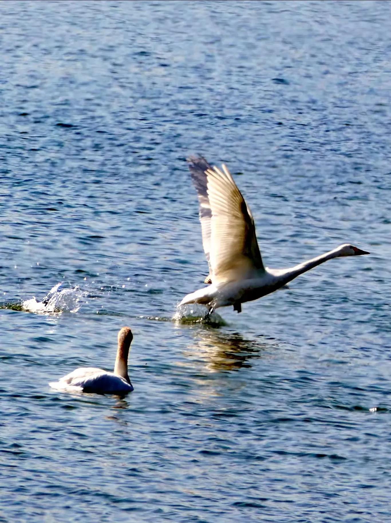 北征北纬南征南纬,北征南战全文