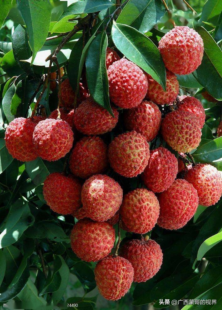 广西古代十大贡品,古代广东十大贡品