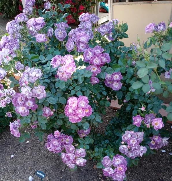 蓝色梦想树月季,蓝色梦想与什么蓝月季一样