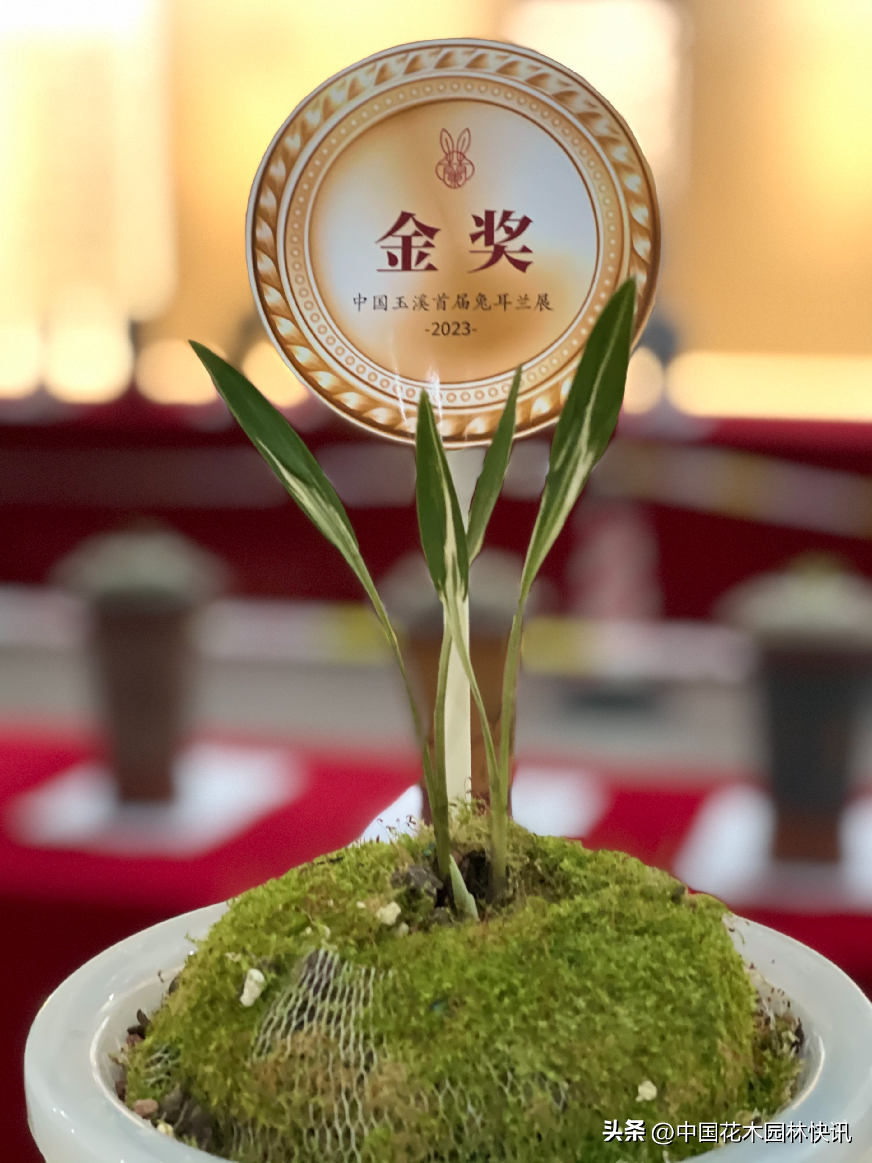 两岸一家亲共筑兰花梦中国玉溪首届兔耳兰展成功举办