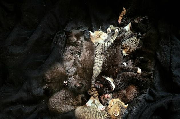 狼人猫长啥样,狼人猫长什么样子