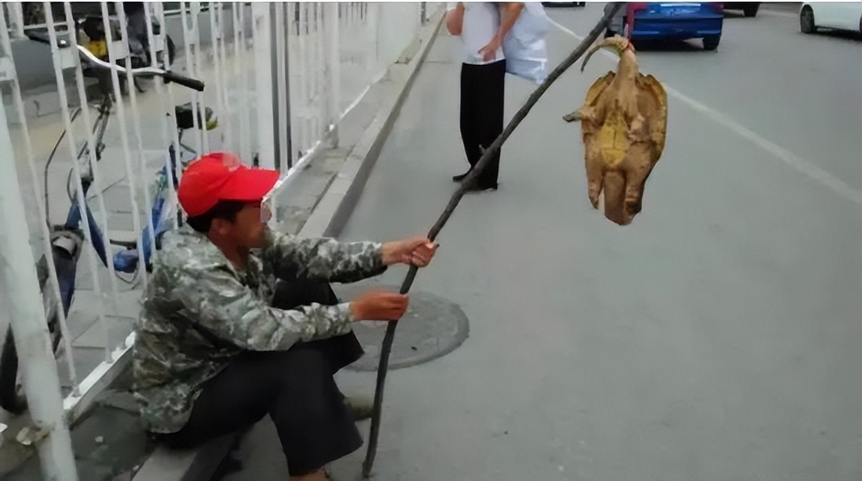 买了一只乌龟有什么预兆,路边800块钱买6只大乌龟