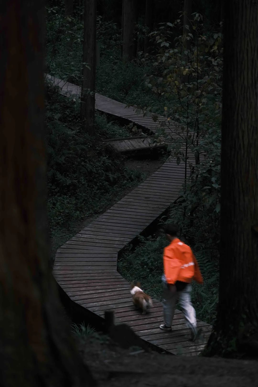 褰窞鐧介箍灏忛晣闇嶆牸娌冭尐,褰窞闇嶆牸娌冭尐