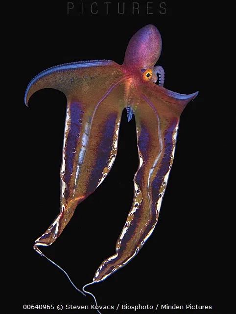 王者里面貂蝉和哪个英雄差不多,这才是真正的王者荣耀貂蝉