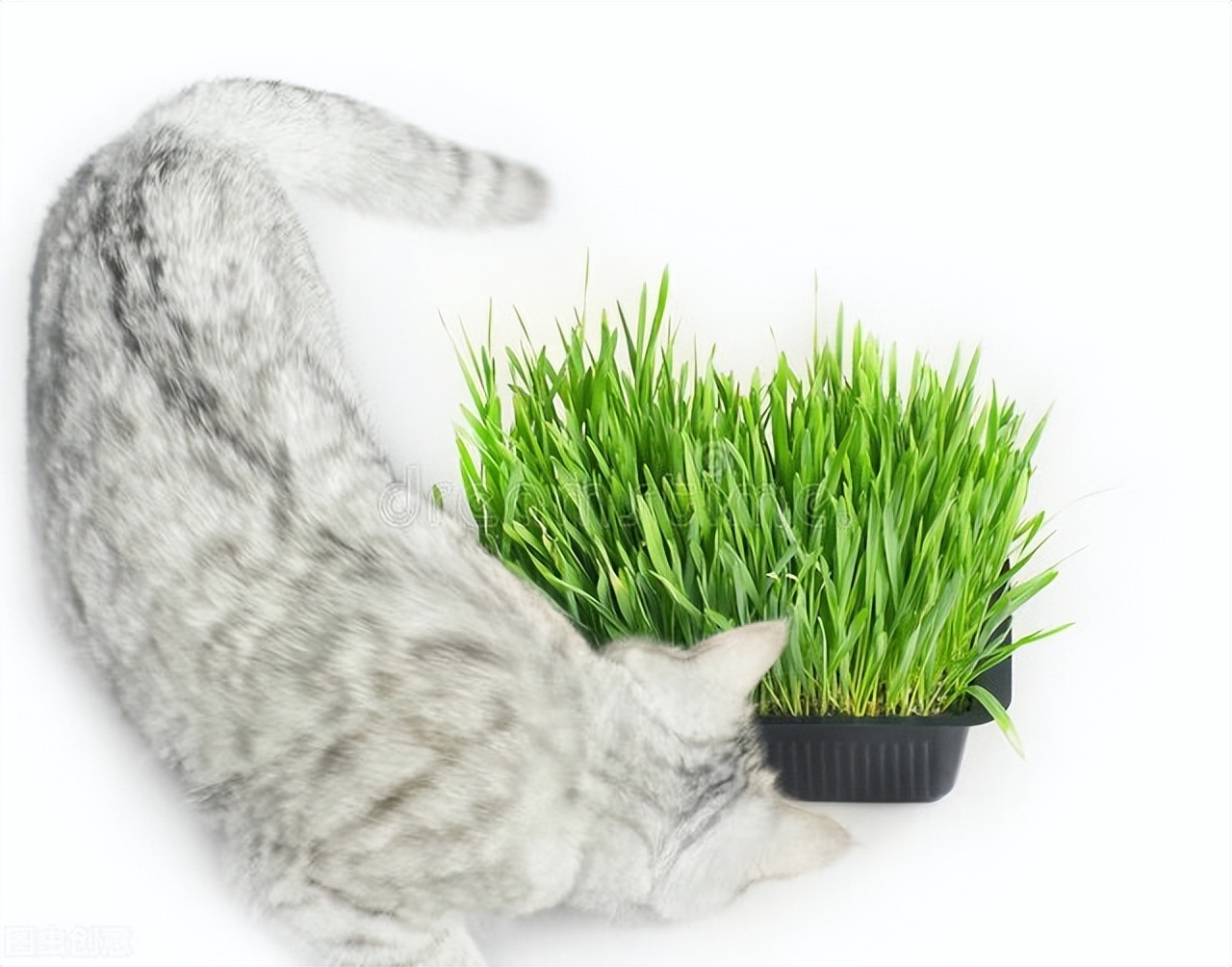 猫奴须知猫得猫癣会死吗,猫奴是不是有病