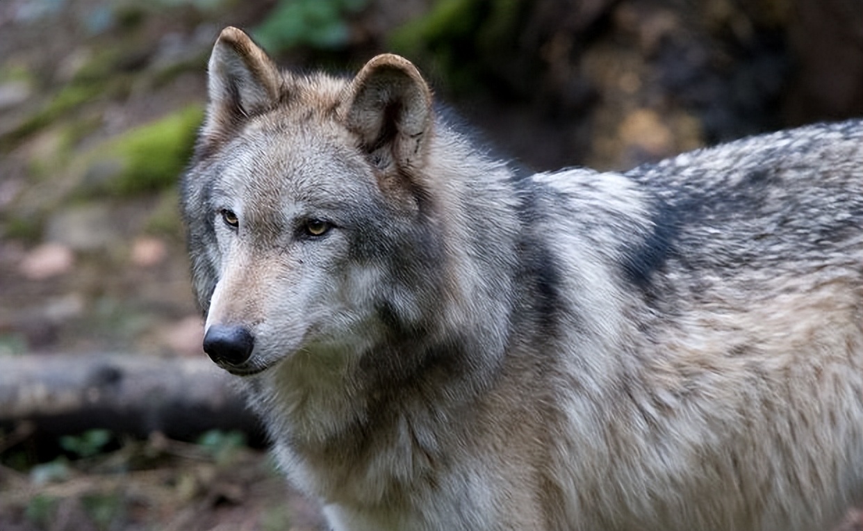 *藏西**男子救治受伤狼崽,放生后15天,狼横跨45公里来报恩