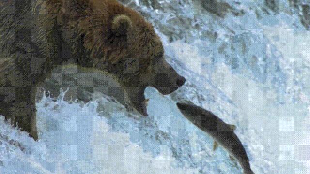 三文鱼水光真假分辨,哪种才是真正的三文鱼