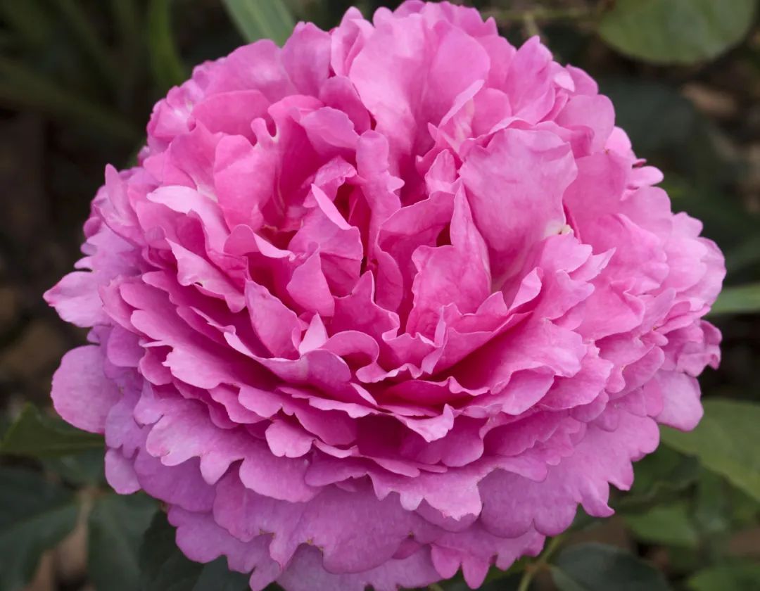 比较鲜又好养的月季品种,最值得养的大花浓香月季品种