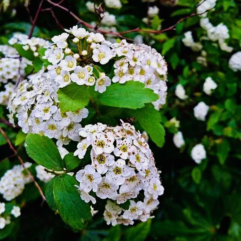 石楠花的气息是怎样的,解读石楠花