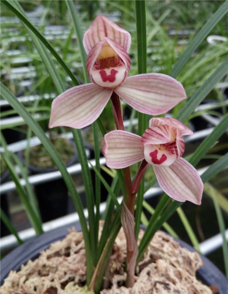 他花重金收购一棵兰花，并以妻子之名命名，后来该花叱咤兰界多年