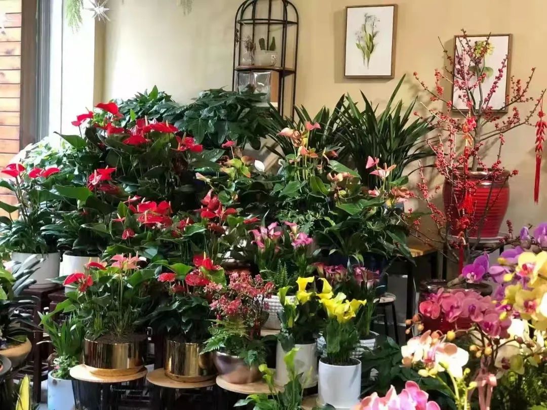 湖南“花二代”开园艺中心，线上一天卖花12万盆，年营业额超2000万元