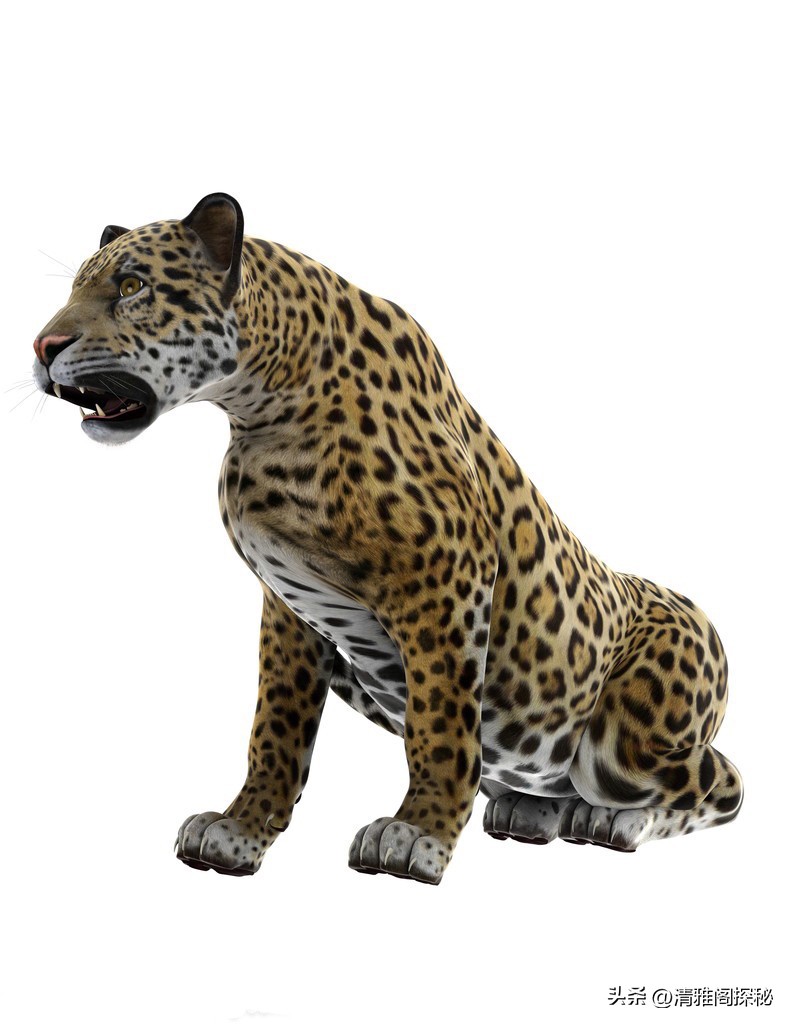 人类为什么褪去体毛？却保留了头发、腋毛和阴毛，有什么用？